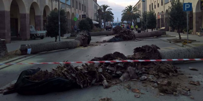 Via le palme <i>storiche</i> da Fertilia | Foto