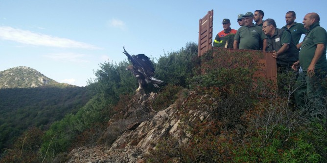 Aquila reale, primo volo dopo la cura