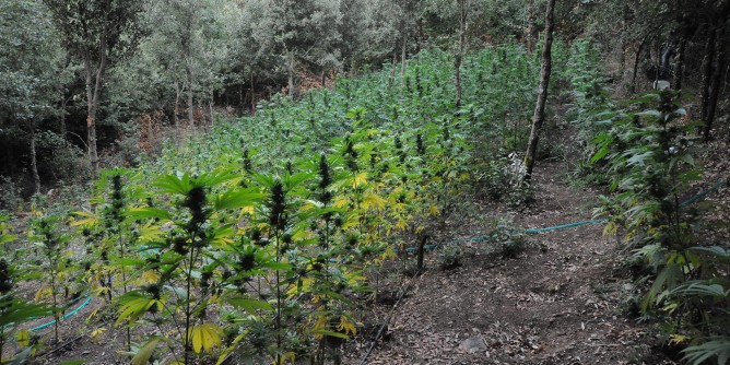 Piantagione di marijuana a Desulo