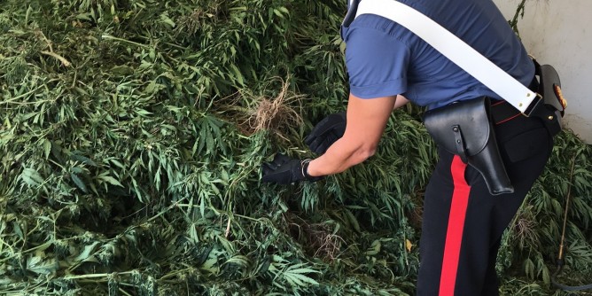 Scoperta piantagione di cannabis: doppio arresto a Bultei