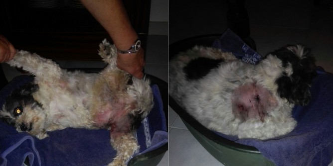 Cane aggredito da cinghiale a Maristella