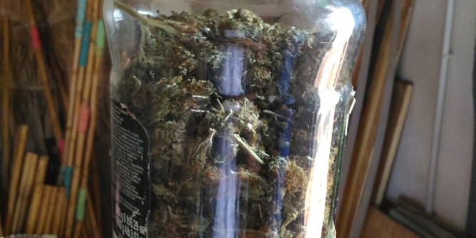 Coltivazione di marijuana ad Olbia: 34enne in manette