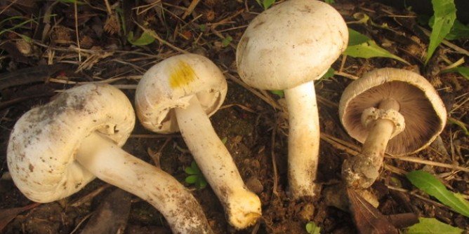 Intossicazione da funghi a Sassari