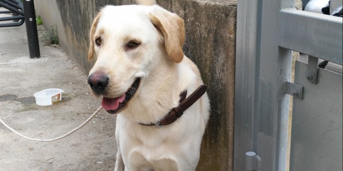 Cane trovato ad Alghero