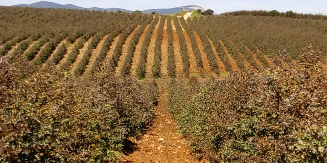 In Sardegna più di 150ettari di colture energetiche