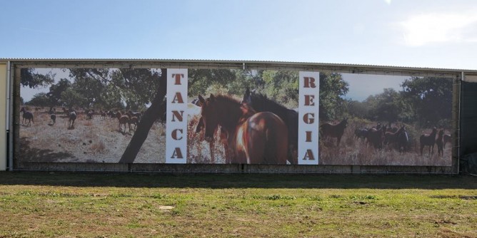 Falchi al Sardegna Jumping Tour