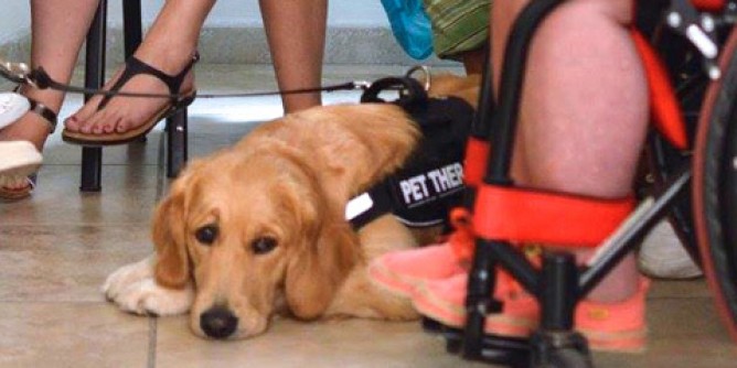 Pet Therapy: <i>Tao</i> e <i>Luce</i>, i cani entrano in corsia a Olbia