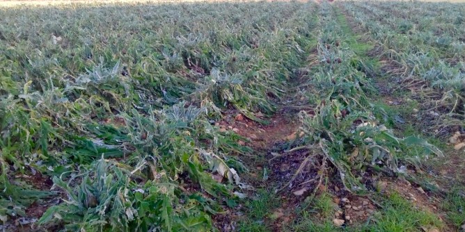 Maltempo sulle carciofaie, perso l´80% del raccolto