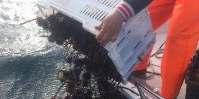 Sequestrati 1500 ricci a Marceddì. 4mila euro di multa a pescatore