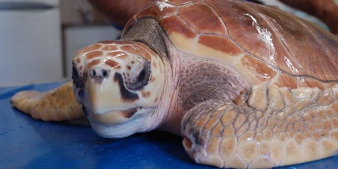 La tartaruga Rotella libera all´Asinara