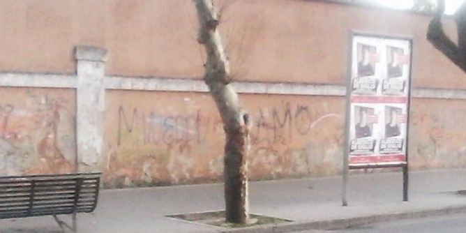 «Alberi tagliati a Nuoro, vogliamo risposte»