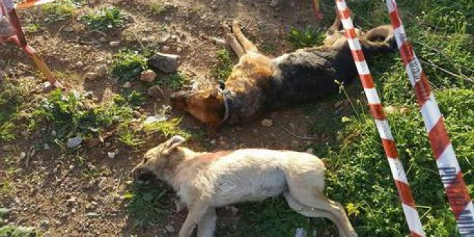 Cani avvelenati: sospetti sul <i>killer</i> di Alghero