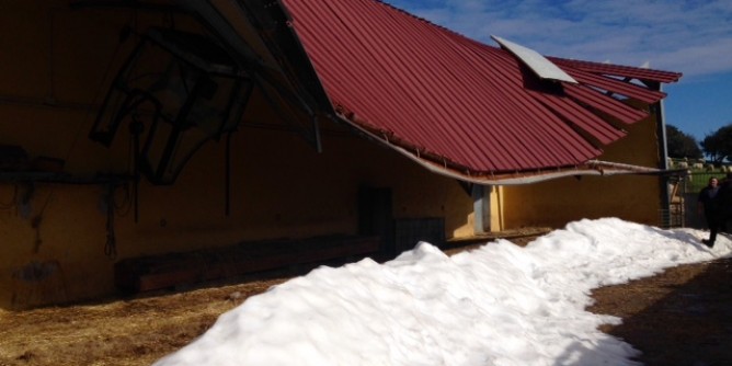 Neve, distrutte centinaia di sugherete