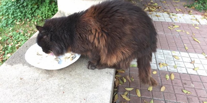 La denuncia: sparito o ucciso gatto ospedale