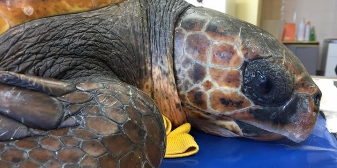 Tartaruga marina recuperata a Punta Giglio