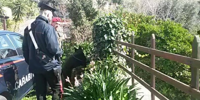 Marijuana in giardino: arrestato