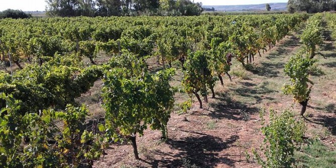 Osvic e Coldiretti: inclusione a Oristano