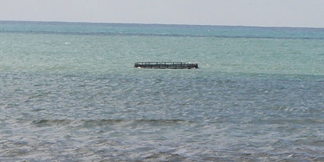 Gabbia alla deriva nel golfo | Foto