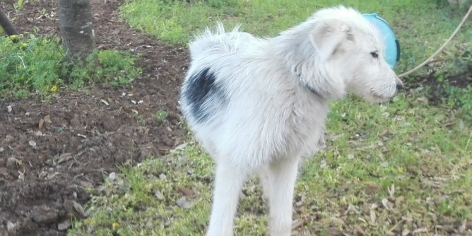 Trovata cagnolina sull´Alghero-Villanova