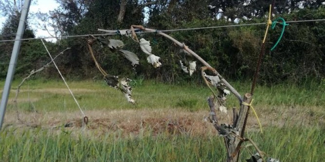Gallura, gelata ha danneggiato migliaia di ettari di vigneto 