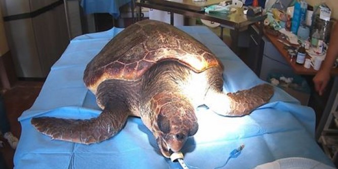 Natura 2000: all’Asinara liberazione della tartaruga