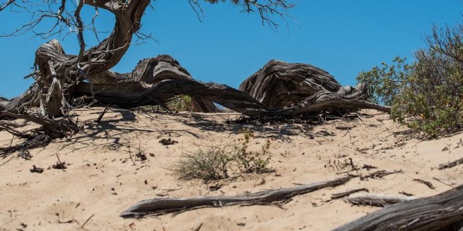 Giornata biodiversità al Lido di Alghero