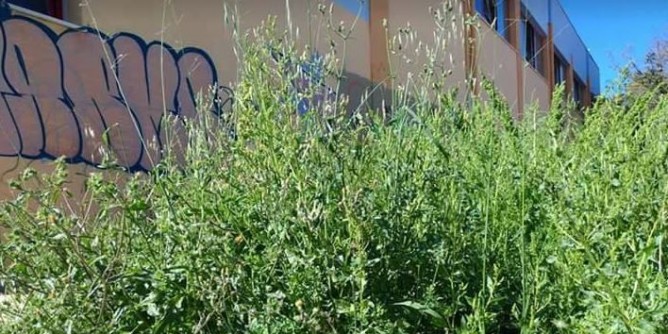 Terreni privati incolti: controlli e sanzioni