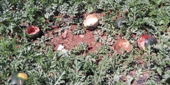 <i>Psr</i>, Sardegna più virtuosa