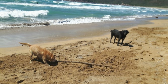 Vigilesse in <i>costume</i>: multa per cane in spiaggia