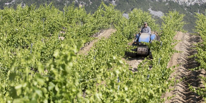 La Cantina Berritta conquista con il Panzale