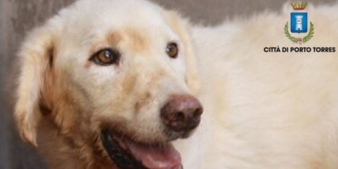 A Porto Torres incentivi per chi «Adotta un cane»