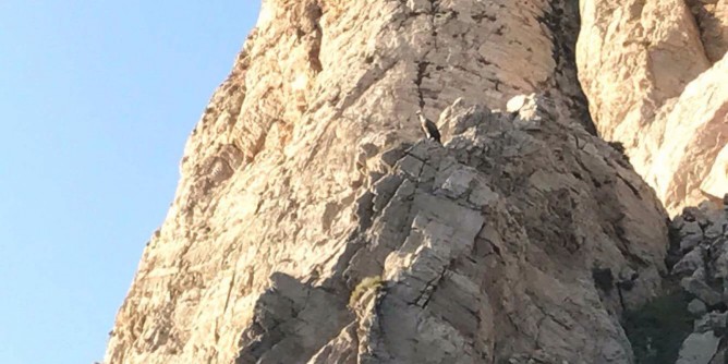 Giovane grifone in difficoltà a Cala Barca