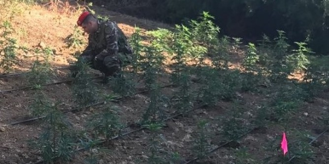 Piantagione di marijuana: manette a Padru