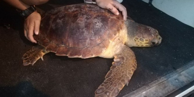 Impigliata nella rete: salvata tartaruga al porto