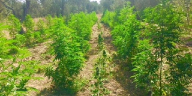 Piantagione di marijuana alle porte di Sassari