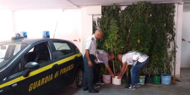 Sestu: sequestrata piantagione di canapa