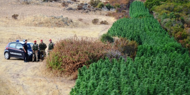 Piantagione di cannabis: doppio arresto ad Olbia
