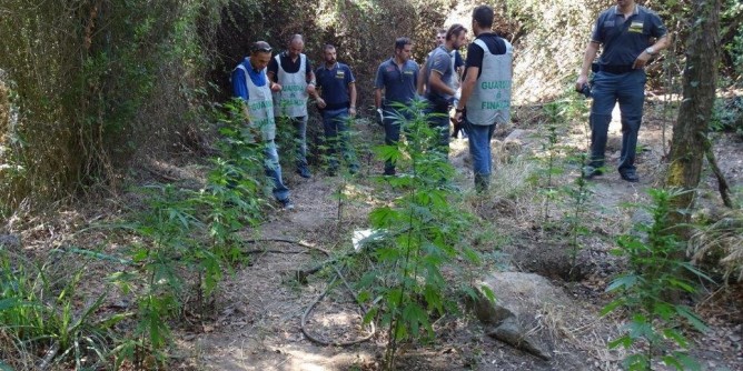 Sequestrate due piantagioni nel Cagliaritano