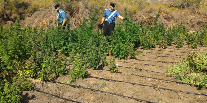 Cannabis: doppio arresto ad Olbia