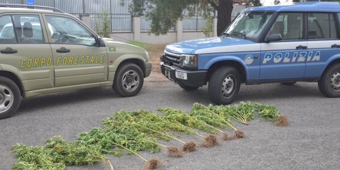 Coltivazione marijuana: denuncia a Bari Sardo