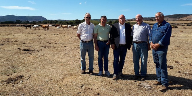 Bovini da carne: Caria in Gallura