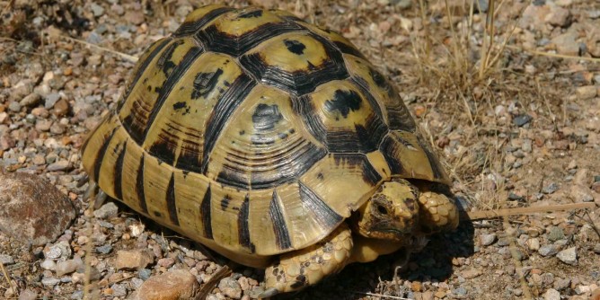 Trasporto illegale di tartaruga: denunciato