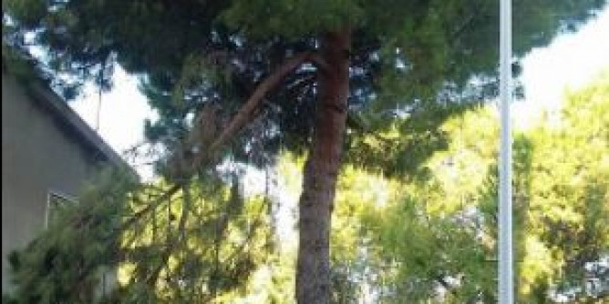 Ramo spezzato: pericolo vicino al parco San Gavino