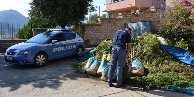 Piantagione di marijuana in Baronia
