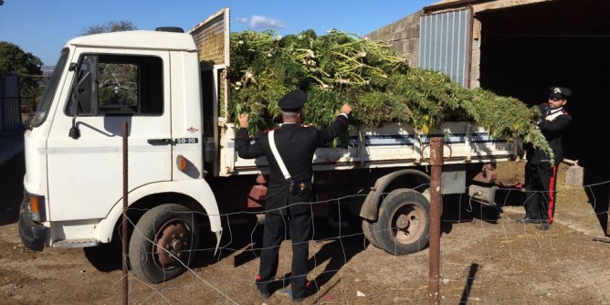 Marijuana a Siligo: altri due arresti