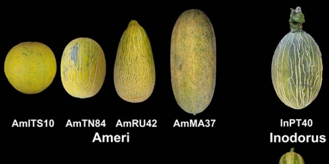 Nuovi indizi sul melone nuragico