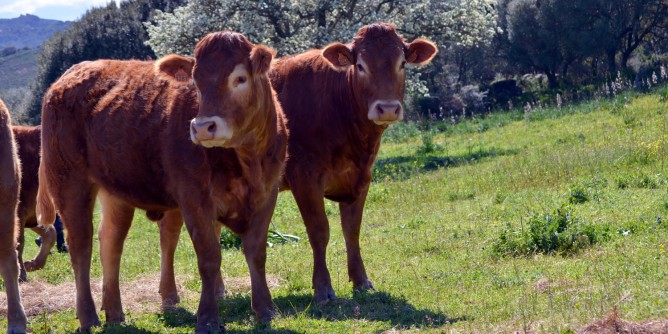 Zootecnia: 2<i>mln</i> per riproduttori bovini