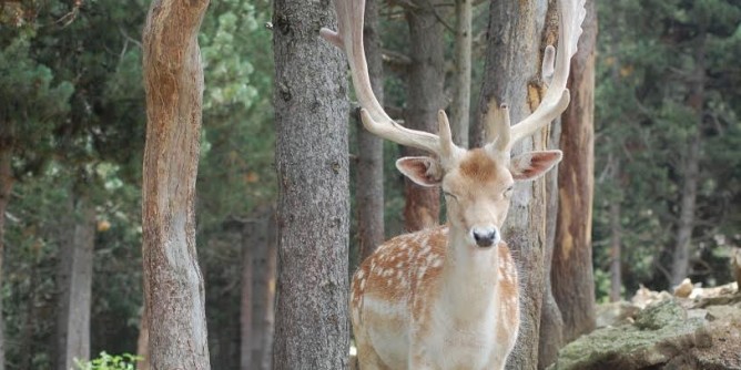 «Il Parco fa sparare ai Daini»
