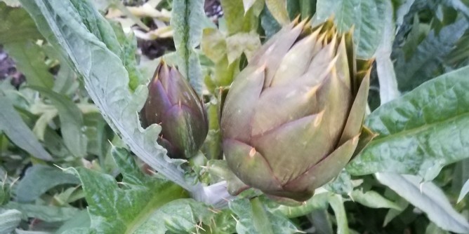 Carciofi di primavera: Oristano fa festa