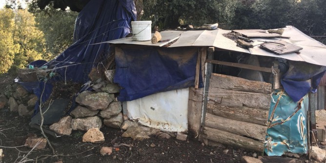 Psa: 112 maiali abbattuti in Barbagia